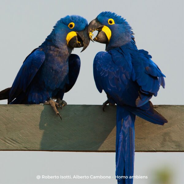 Il regno del giaguaro – Workshop in Brasile (Pantanal) (pappagalli)