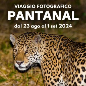 PANTANAL - workshop fotografico in Brasile