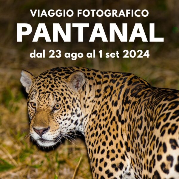 PANTANAL – workshop fotografico in Brasile