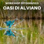 Workshop fotografico Oasi di Alviano