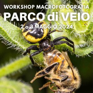 Workshop di Macrofotografia presso il parco naturale di Veio COVER